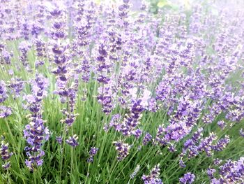 Close-up of purple flowers blooming in field