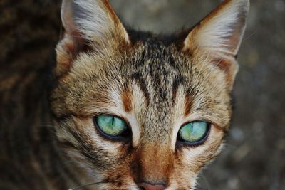 Close-up portrait of cat