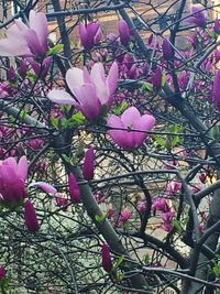 Close-up of pink flowers