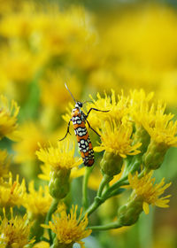 Close-up of butterfly pollinating on yellow flowers