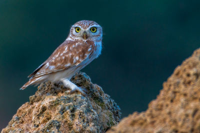 Close-up of eagle perching on rock