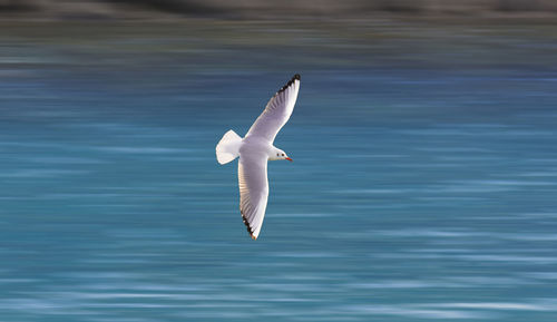 Seagull flying over sea