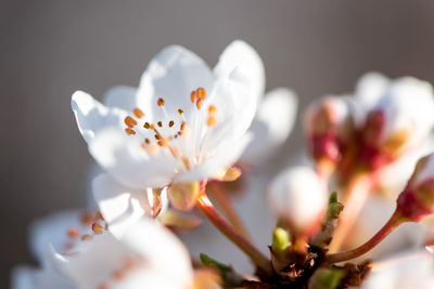 Close-up of white cherry blossom