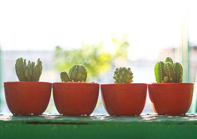 Close-up of potted plant on table