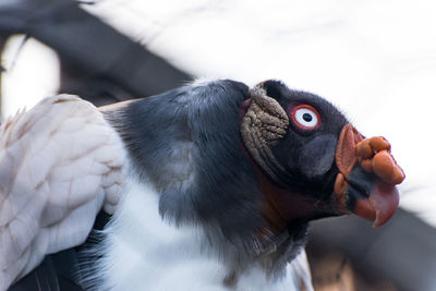 Close-up of hand feeding bird