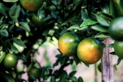 Close-up of fruits growing on tree