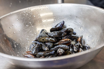 Close-up of fish in container