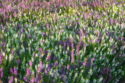 Full frame shot of purple flowering plants on field