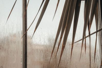 Plants against wet glass window