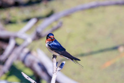 Close-up of bird perching on a branch