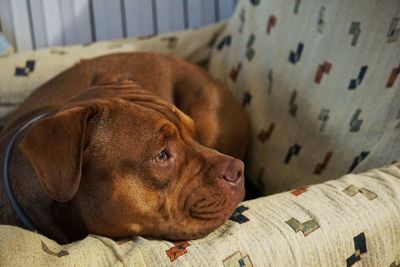 Close-up of dog resting on bed