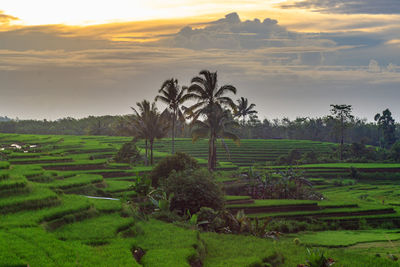 Village view with rice fields at sunset