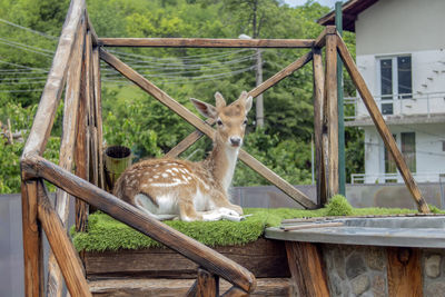 View of deer in zoo