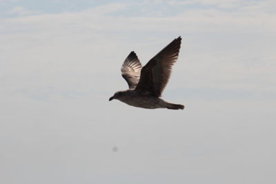 Low angle view of bird flying against sky