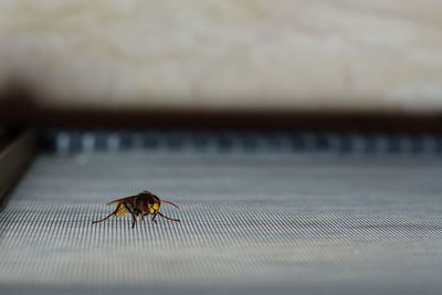 Close-up of insect on table