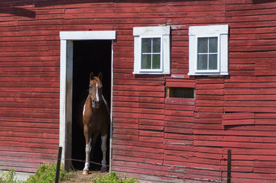 Horse standing at doorway of stable