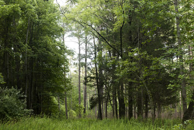 Trees in forest