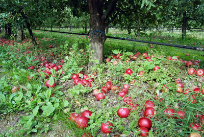 View of apples on field