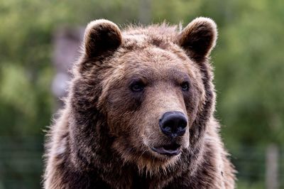 Close-up portrait of a brown bear