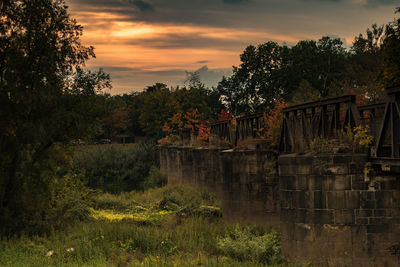 Trees and plants against sky during sunset
