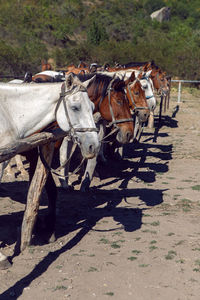 Number of horses are tied up in the mountains ride tourists in the crimea in the summer