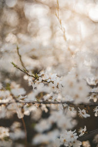 Close-up of white cherry blossom tree