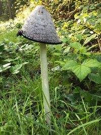 Close-up of mushroom growing on field