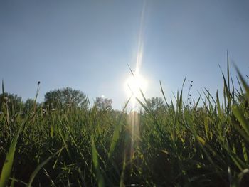 Grass growing on field against sky