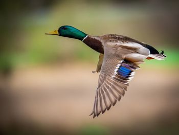 Close-up of mallard duck flying outdoors
