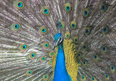 Full frame shot of peacock