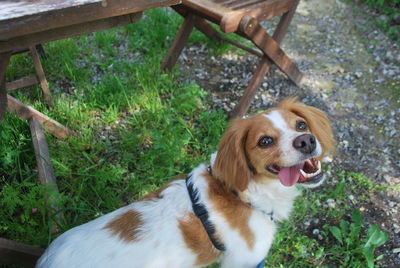 Portrait of dog sticking out tongue on field