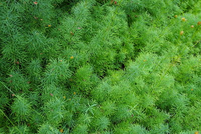 Full frame shot of plants growing on land