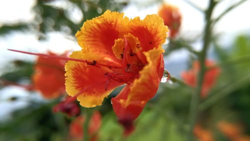 Close-up of fresh flower blooming outdoors