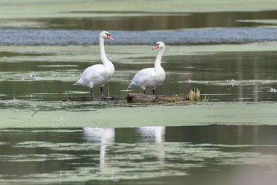 View of birds in lake