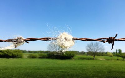 Close-up of grass against blue sky