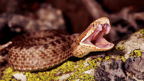 Close-up of lizard on rock