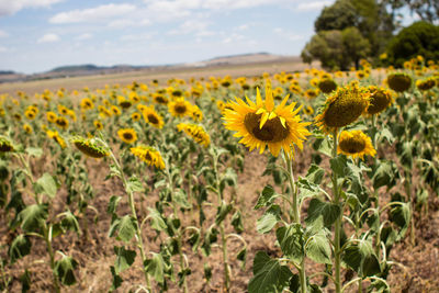 Sunflowers blooming on field against sky
