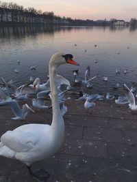 Swans swimming in lake