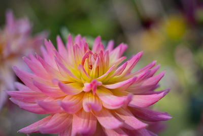 Close-up of pink flower