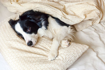 High angle view of dog resting on bed