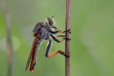 Close-up of spider