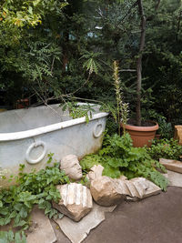 Potted plants in garden