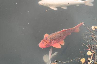 High angle view of fish underwater