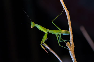 Close-up of praying mantis on branch