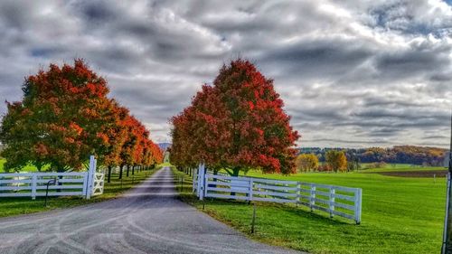 Trees on field against storm clouds