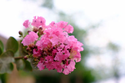 Close-up of pink flowering plant