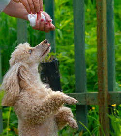 Cropped hand holding dog
