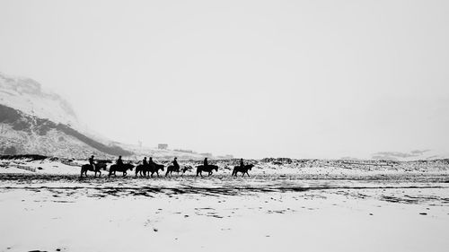 Horses on beach against sky