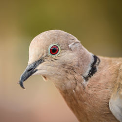 Close-up of a dove