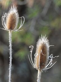 Close-up of dried thistle